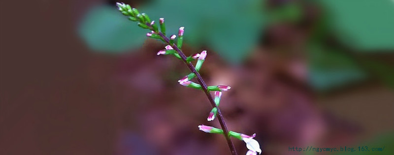 白醋透骨草可治膝關(guān)節(jié)疼痛 - ngycmyc - ngycmyc的博客