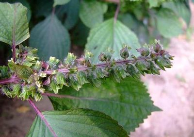 20余年痔瘡根治 - 瀛子 - 瀛の小箋