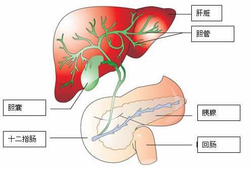 一次治愈所有結石食療方 - 逍遙 - 逍遙