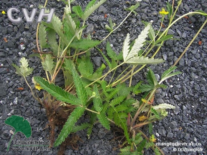 您相信一味草藥就能治好糖尿病嗎？確有其事 - 無樹 - 無樹的博客