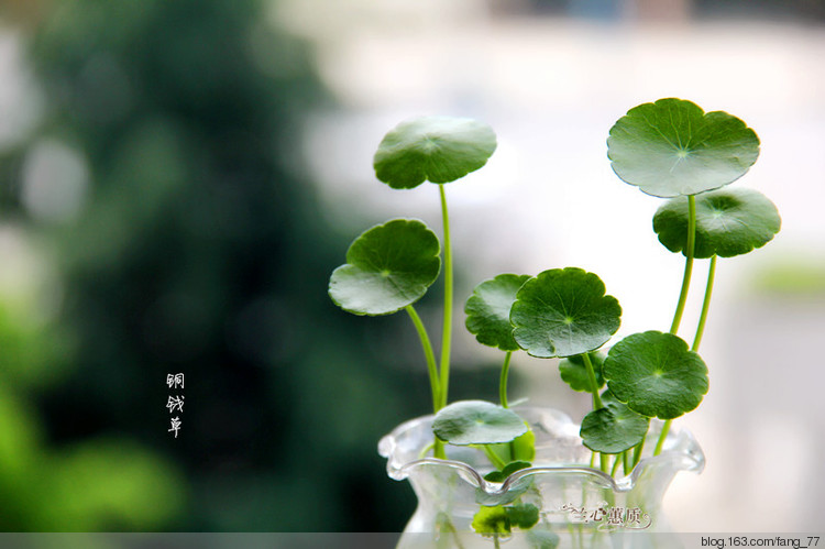 綠植，，多肉。。（蘭心蕙質(zhì)2015） - 蘭心蕙質(zhì) - 蘭心蕙質(zhì)藍(lán)云海