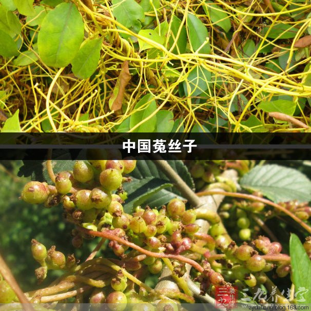 只要是腎炎 一副藥必好 - 瀛子 - 瀛の小箋