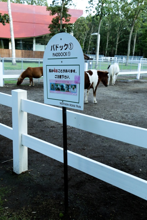 北海道--牧場看馬 - 周太靚湯 - 周太靚湯