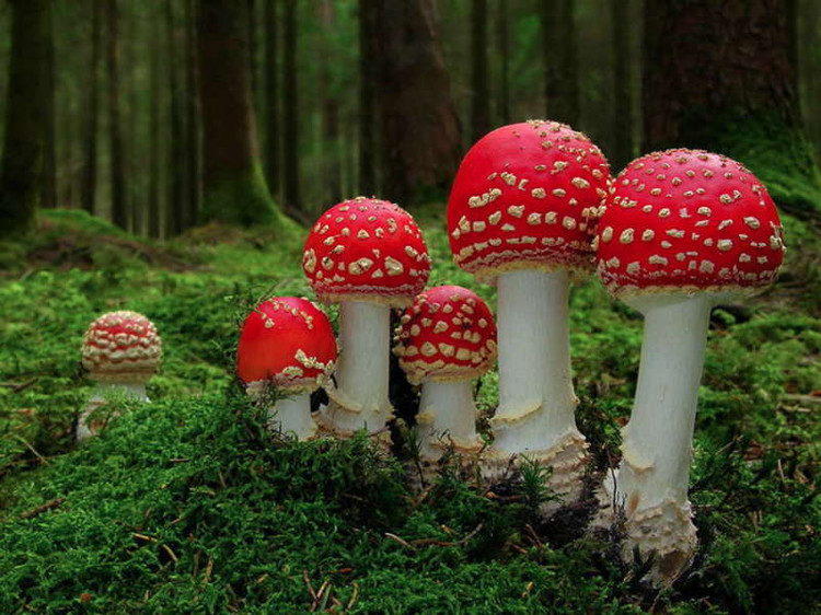 世上炫酷怪異的蘑菇 - 達觀明志 - 達觀明志 chendmgx