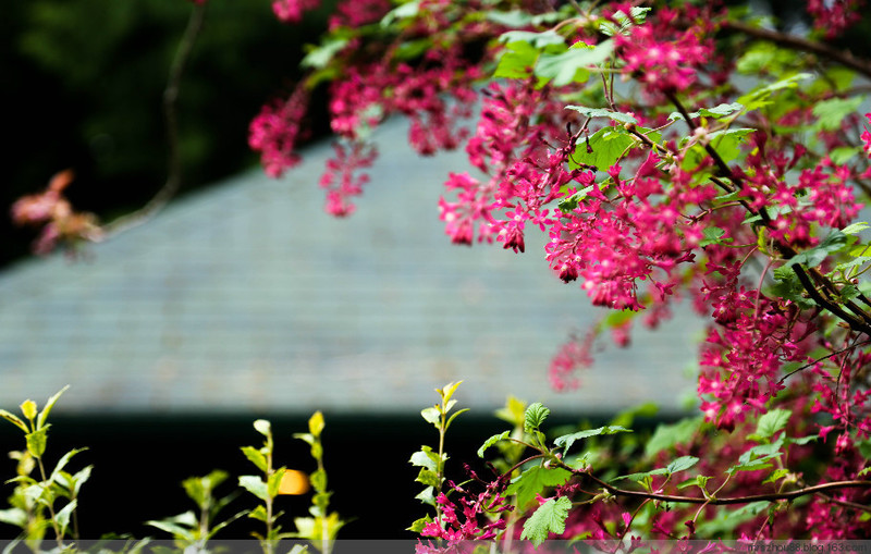 溫哥華--花花草草 - 周太靚湯 - 周太靚湯