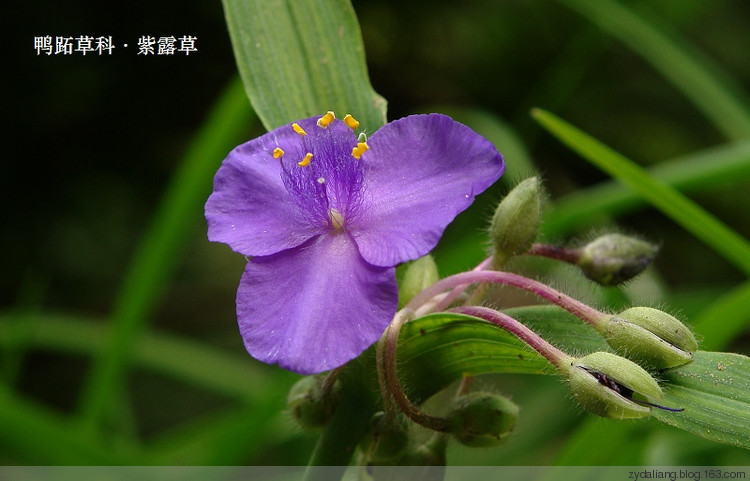 扁桃腺炎，1天痊愈 - 瀛子 - 瀛の小箋