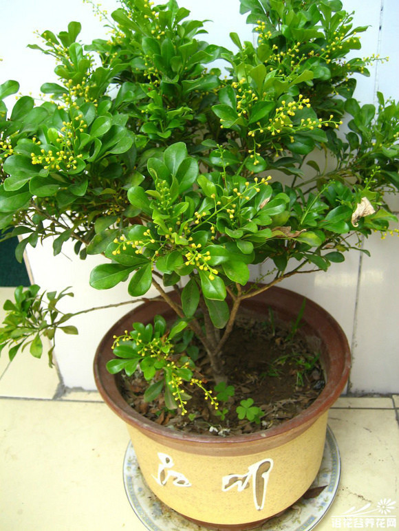 園藝師教你哪種花多久澆一次水 - 南山秀竹 - 南山文化園