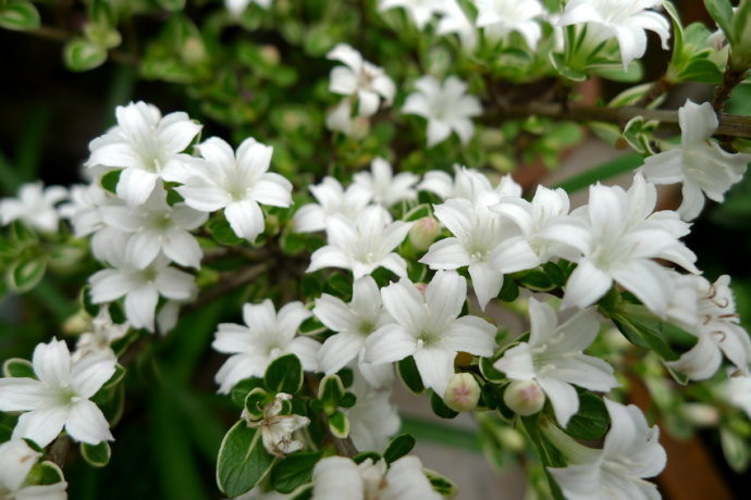 園藝師教你哪種花多久澆一次水 - 南山秀竹 - 南山文化園