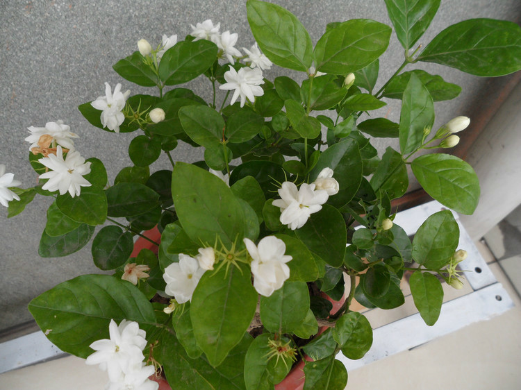園藝師教你哪種花多久澆一次水 - 南山秀竹 - 南山文化園