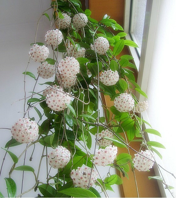 園藝師教你哪種花多久澆一次水 - 南山秀竹 - 南山文化園