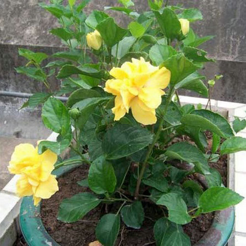 園藝師教你哪種花多久澆一次水 - 南山秀竹 - 南山文化園