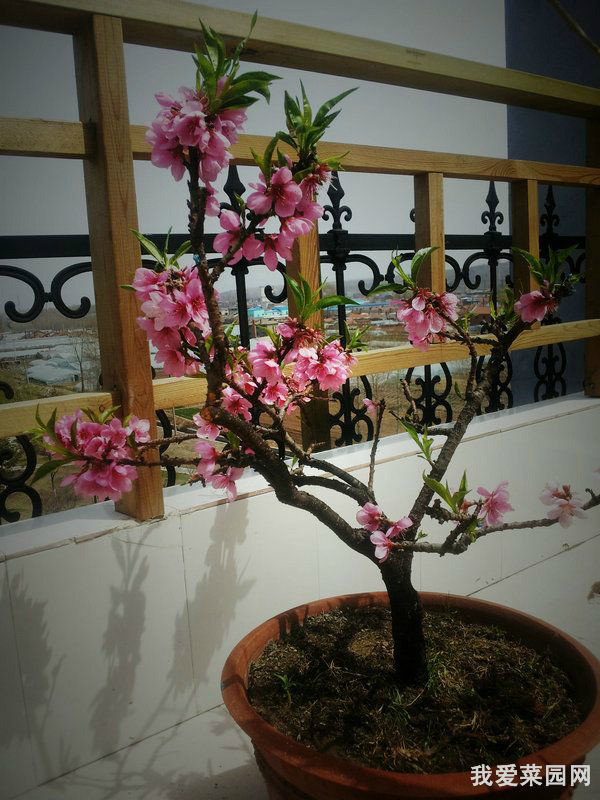 園藝師教你哪種花多久澆一次水 - 南山秀竹 - 南山文化園