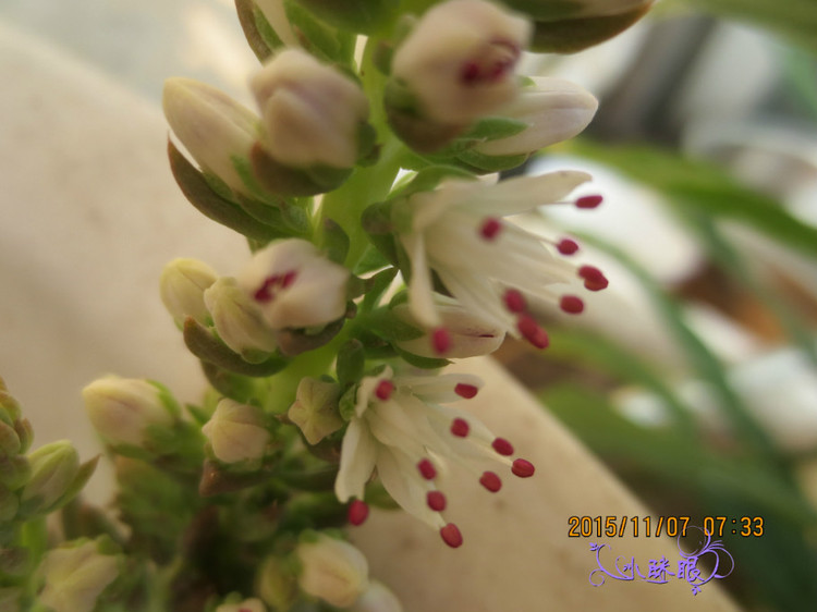 云歌  超漂亮的花   大眾款 - 小瞇眼  - 小瞇眼手工