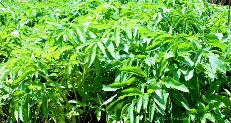白芷煎湯治老年人尿失禁效果特神奇 - ngycmyc - ngycmyc的博客
