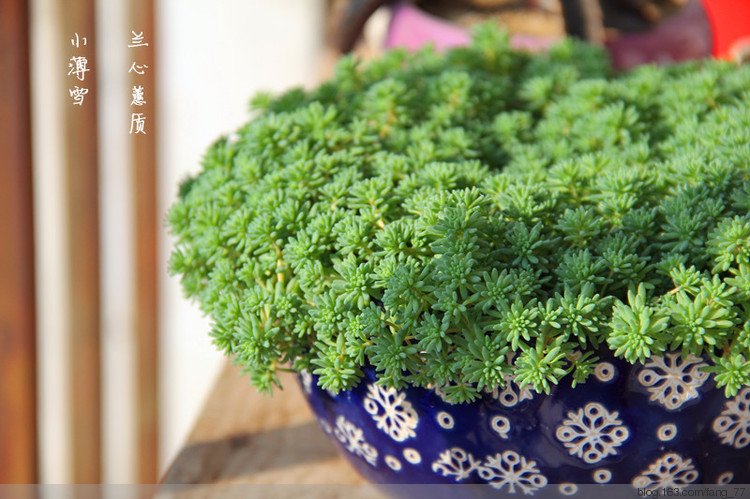 薄雪萬年草（蘭心蕙質(zhì)2015） - 蘭心蕙質(zhì) - 蘭心蕙質(zhì)藍(lán)云海