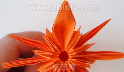折紙菊花的花瓣已經(jīng)制作的比較清楚了