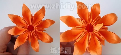 折紙菊花的雛形已經(jīng)非常的清楚了